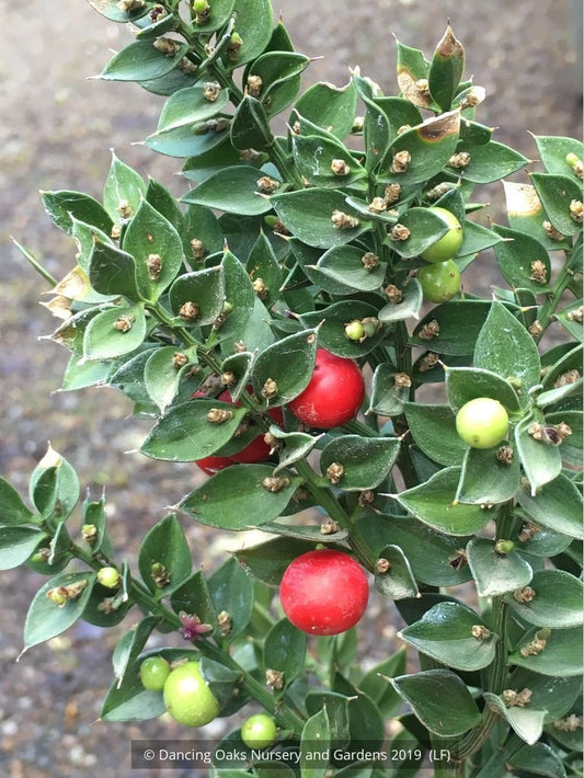 Shrubs ~ Ruscus aculeatus 'Wheeler's Variety', European Butcher's Broom ~ Dancing Oaks Nursery and Gardens ~ Retail Nursery ~ Mail Order Nursery