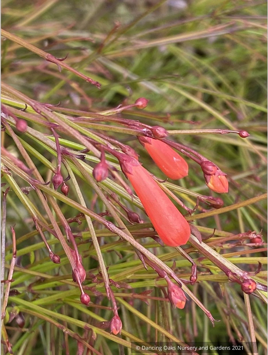 Perennials ~ Russelia x 'St. Elmo's Fire', Firecracker Plant ~ Dancing Oaks Nursery and Gardens ~ Retail Nursery ~ Mail Order Nursery