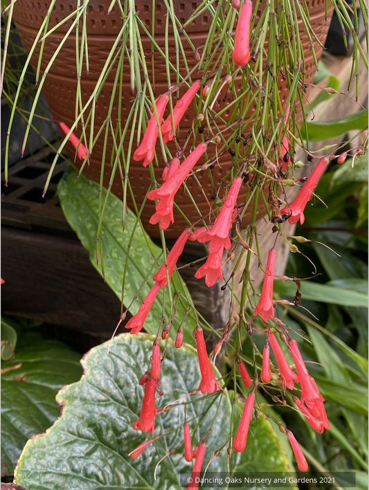 Perennials ~ Russelia x 'St. Elmo's Fire', Firecracker Plant ~ Dancing Oaks Nursery and Gardens ~ Retail Nursery ~ Mail Order Nursery
