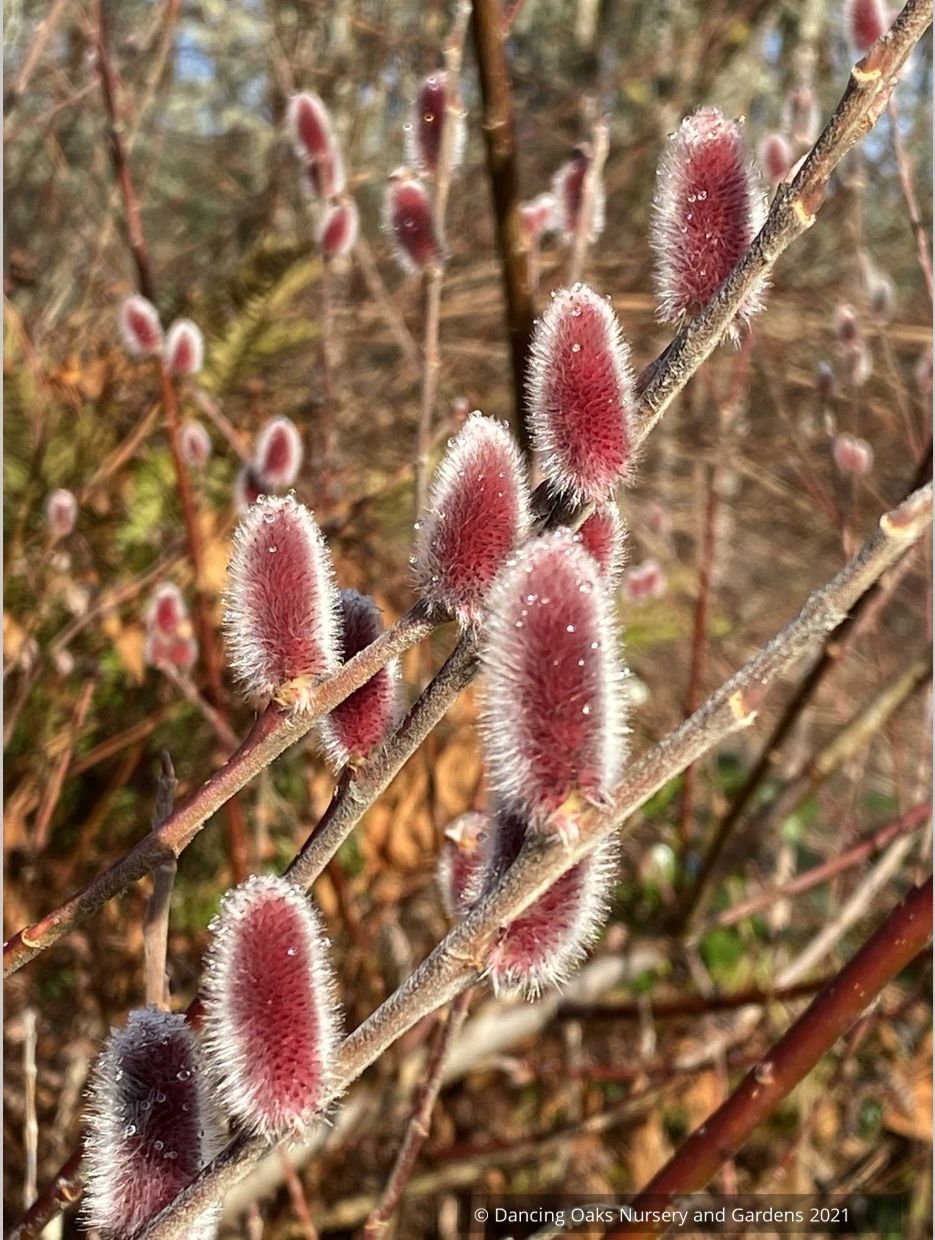 Salix chaenomeloides 'Mt. Asama', Red Pussy Willow