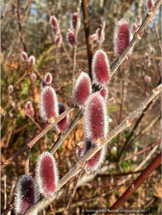 Salix chaenomeloides 'Mt. Asama', Red Pussy Willow