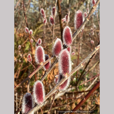 Salix chaenomeloides 'Mt. Asama', Red Pussy Willow