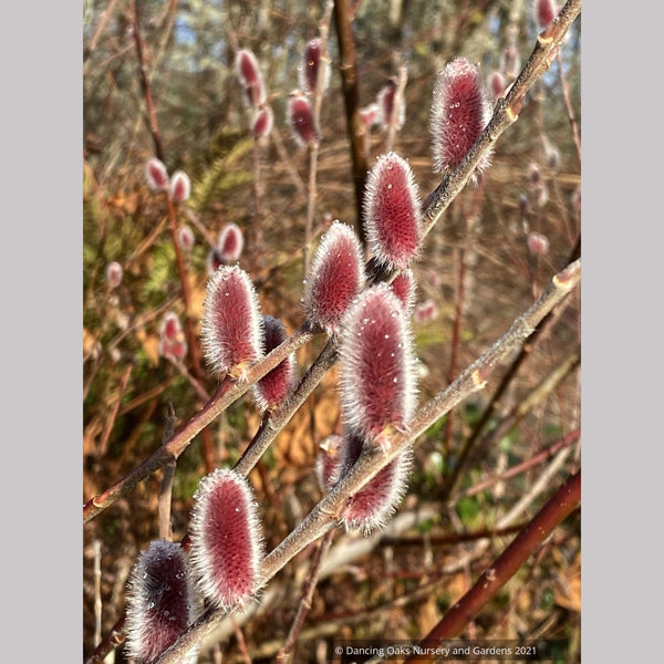 アウガルテン　Willow Weeping Willow Metal Wall Art Tree 30