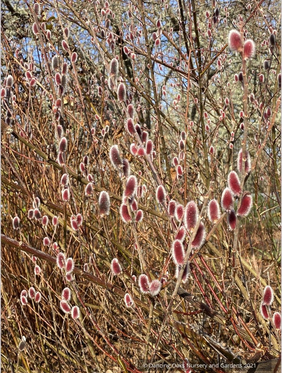 Salix chaenomeloides 'Mt. Asama', Red Pussy Willow