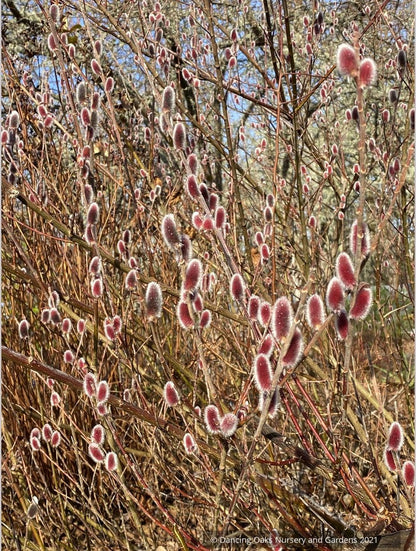 Salix chaenomeloides 'Mt. Asama', Red Pussy Willow