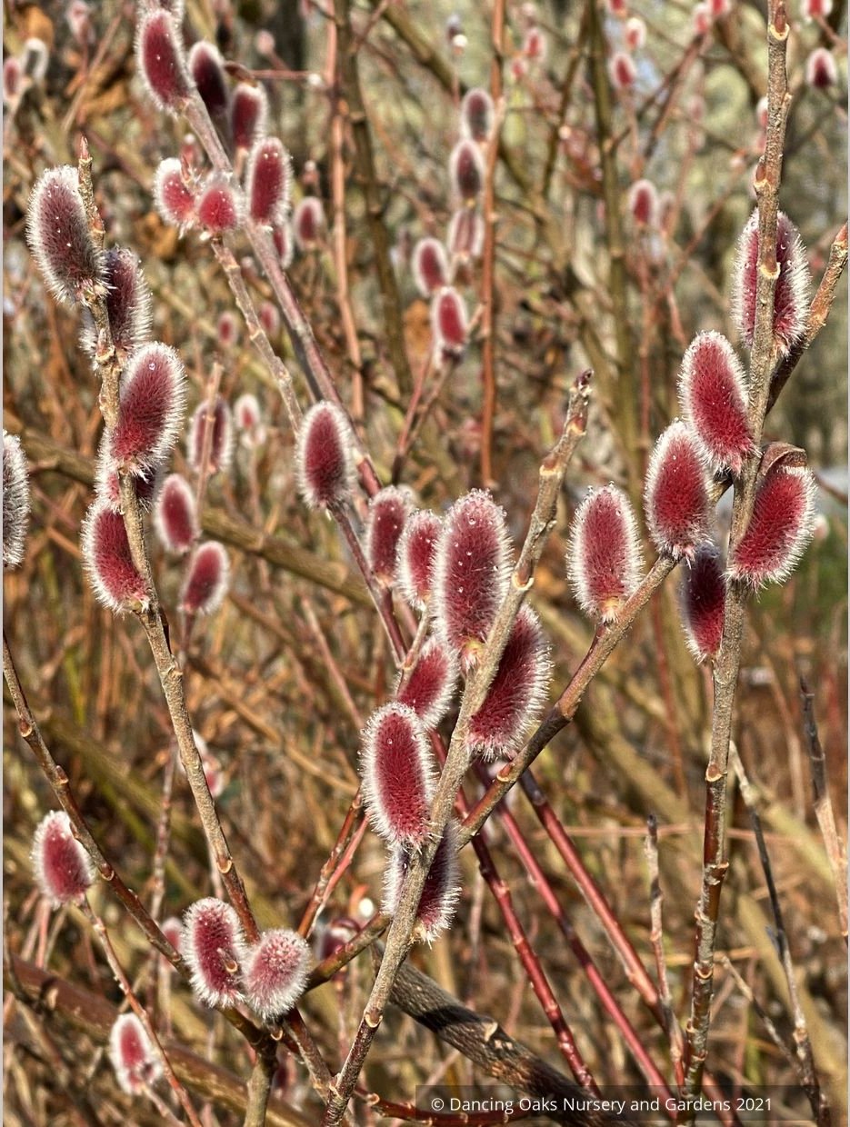 Salix chaenomeloides 'Mt. Asama', Red Pussy Willow
