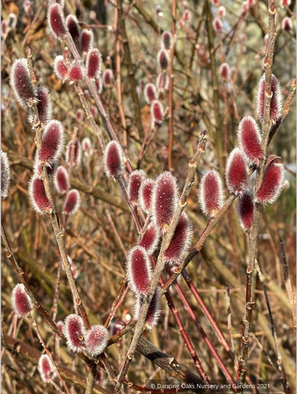 Salix chaenomeloides 'Mt. Asama', Red Pussy Willow