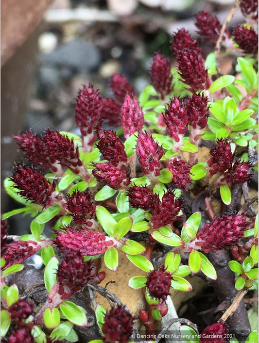 Salix lindleyana, Creeping Himalayan Willow