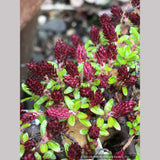 Salix lindleyana, Creeping Himalayan Willow