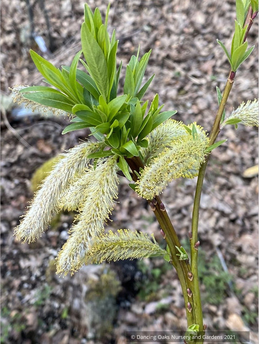 Salix udensis 'Sekka', Fantail Willow