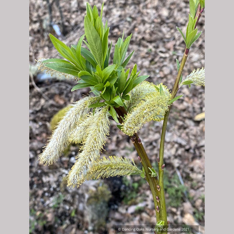 Salix udensis 'Sekka', Fantail Willow