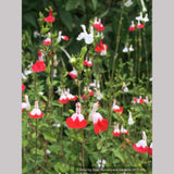 Perennials ~ Salvia microphylla 'Hot Lips' ~ Dancing Oaks Nursery and Gardens ~ Retail Nursery ~ Mail Order Nursery