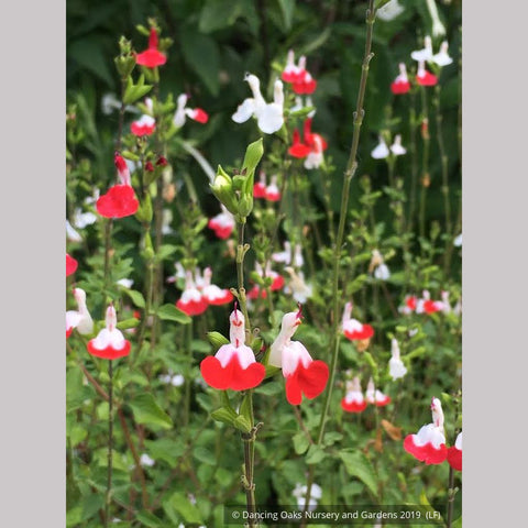 Perennials ~ Salvia microphylla 'Hot Lips' ~ Dancing Oaks Nursery and Gardens ~ Retail Nursery ~ Mail Order Nursery