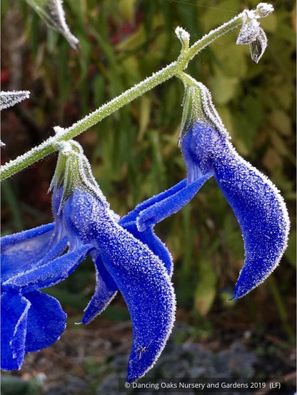 Perennials ~ Salvia patens 'Guanajuato', Guanajuato Gentian Sage ~ Dancing Oaks Nursery and Gardens ~ Retail Nursery ~ Mail Order Nursery
