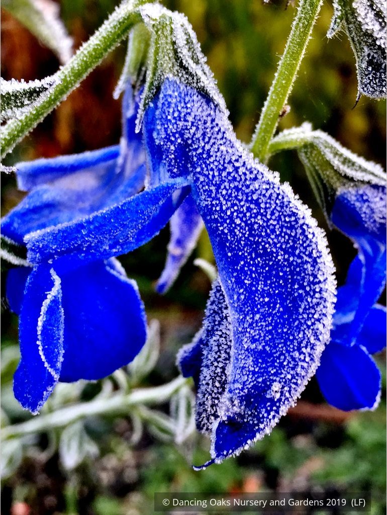Perennials ~ Salvia patens 'Guanajuato', Guanajuato Gentian Sage ~ Dancing Oaks Nursery and Gardens ~ Retail Nursery ~ Mail Order Nursery
