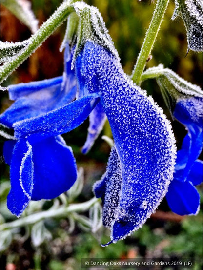 Perennials ~ Salvia patens 'Guanajuato', Guanajuato Gentian Sage ~ Dancing Oaks Nursery and Gardens ~ Retail Nursery ~ Mail Order Nursery