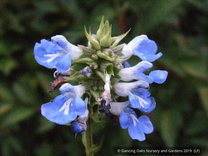 Perennials ~ Salvia uliginosa, Bog Salvia ~ Dancing Oaks Nursery and Gardens ~ Retail Nursery ~ Mail Order Nursery