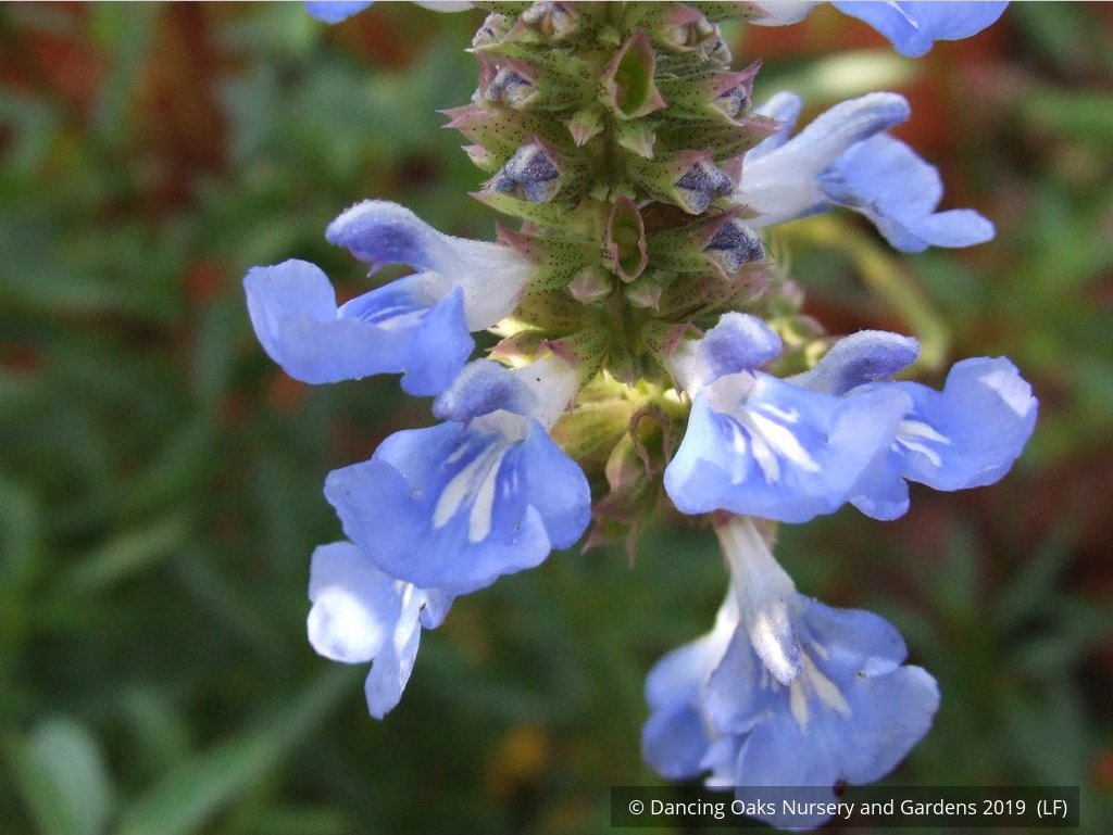 Perennials ~ Salvia uliginosa, Bog Salvia ~ Dancing Oaks Nursery and Gardens ~ Retail Nursery ~ Mail Order Nursery