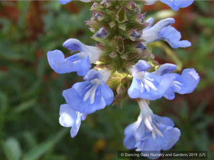 Perennials ~ Salvia uliginosa, Bog Salvia ~ Dancing Oaks Nursery and Gardens ~ Retail Nursery ~ Mail Order Nursery