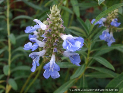Perennials ~ Salvia uliginosa, Bog Salvia ~ Dancing Oaks Nursery and Gardens ~ Retail Nursery ~ Mail Order Nursery