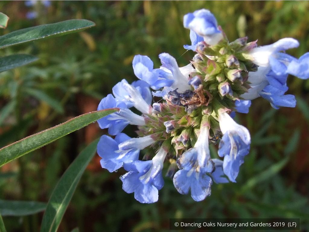 Perennials ~ Salvia uliginosa, Bog Salvia ~ Dancing Oaks Nursery and Gardens ~ Retail Nursery ~ Mail Order Nursery