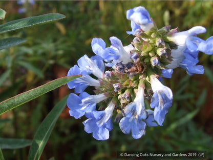 Perennials ~ Salvia uliginosa, Bog Salvia ~ Dancing Oaks Nursery and Gardens ~ Retail Nursery ~ Mail Order Nursery