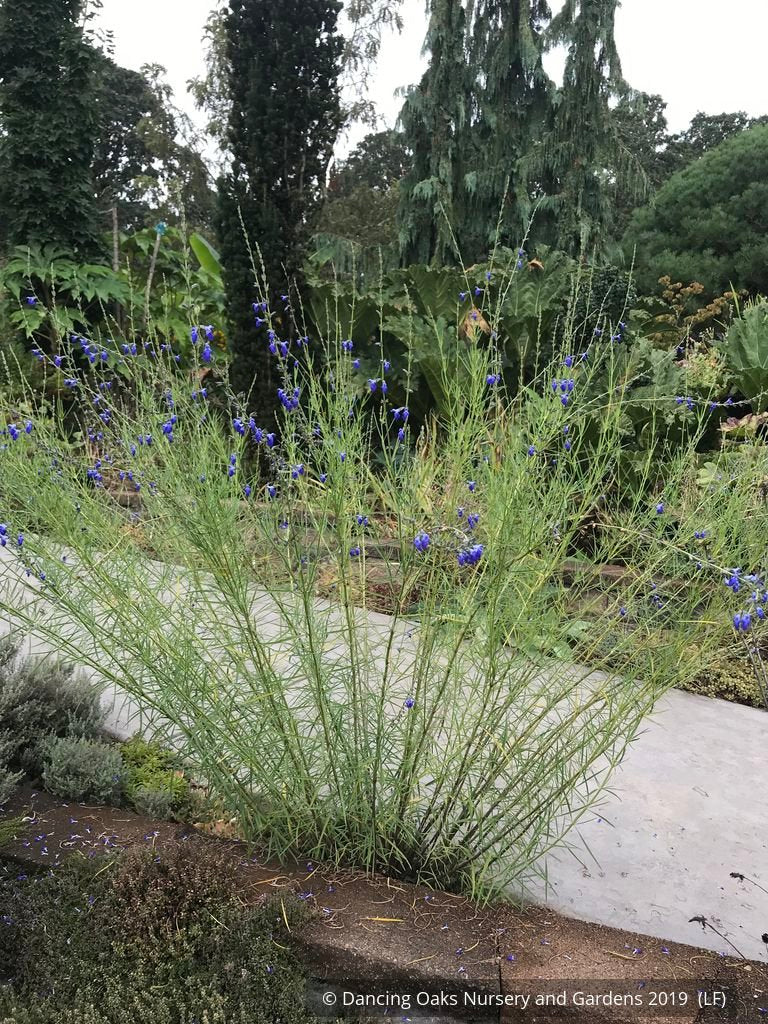 Perennials ~ Salvia reptans 'Blue Willow', Blue Willow Sage ~ Dancing Oaks Nursery and Gardens ~ Retail Nursery ~ Mail Order Nursery