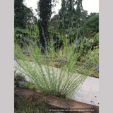 Perennials ~ Salvia reptans 'Blue Willow', Blue Willow Sage ~ Dancing Oaks Nursery and Gardens ~ Retail Nursery ~ Mail Order Nursery