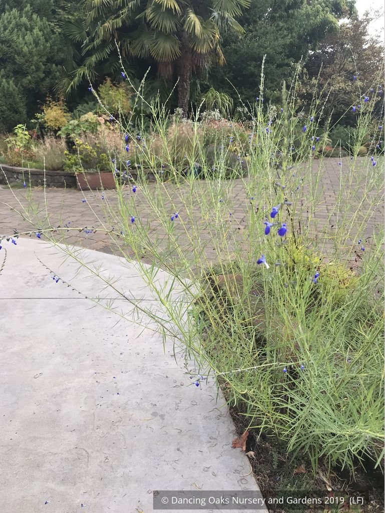 Perennials ~ Salvia reptans 'Blue Willow', Blue Willow Sage ~ Dancing Oaks Nursery and Gardens ~ Retail Nursery ~ Mail Order Nursery
