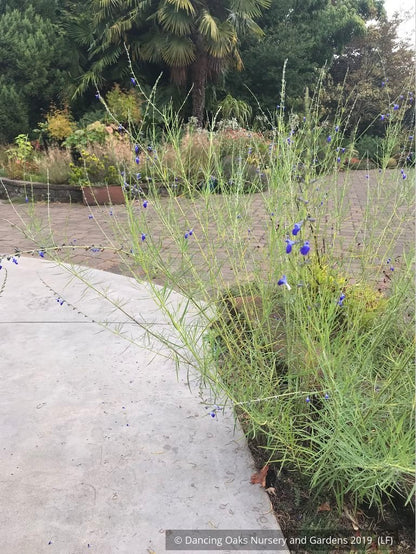 Perennials ~ Salvia reptans 'Blue Willow', Blue Willow Sage ~ Dancing Oaks Nursery and Gardens ~ Retail Nursery ~ Mail Order Nursery