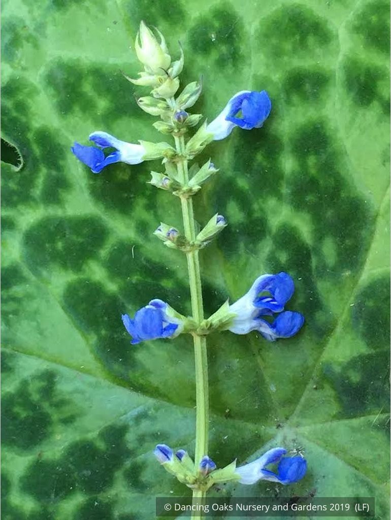 Perennials ~ Salvia uliginosa, Bog Salvia ~ Dancing Oaks Nursery and Gardens ~ Retail Nursery ~ Mail Order Nursery