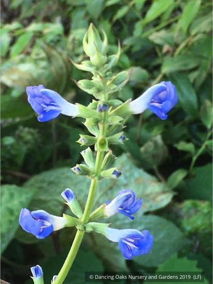 Perennials ~ Salvia uliginosa, Bog Salvia ~ Dancing Oaks Nursery and Gardens ~ Retail Nursery ~ Mail Order Nursery