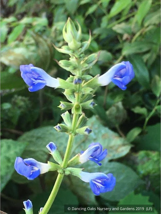 Perennials ~ Salvia uliginosa, Bog Salvia ~ Dancing Oaks Nursery and Gardens ~ Retail Nursery ~ Mail Order Nursery