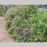 Perennials ~ Salvia leucantha, Mexican Bush Sage ~ Dancing Oaks Nursery and Gardens ~ Retail Nursery ~ Mail Order Nursery
