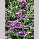 Perennials ~ Salvia leucantha, Mexican Bush Sage ~ Dancing Oaks Nursery and Gardens ~ Retail Nursery ~ Mail Order Nursery