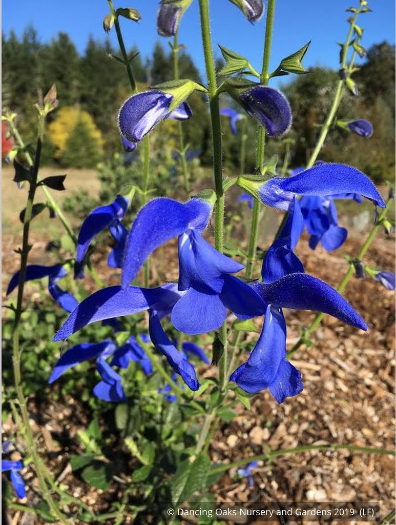 Perennials ~ Salvia patens 'Guanajuato', Guanajuato Gentian Sage ~ Dancing Oaks Nursery and Gardens ~ Retail Nursery ~ Mail Order Nursery