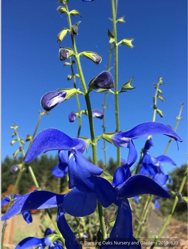Perennials ~ Salvia patens 'Guanajuato', Guanajuato Gentian Sage ~ Dancing Oaks Nursery and Gardens ~ Retail Nursery ~ Mail Order Nursery