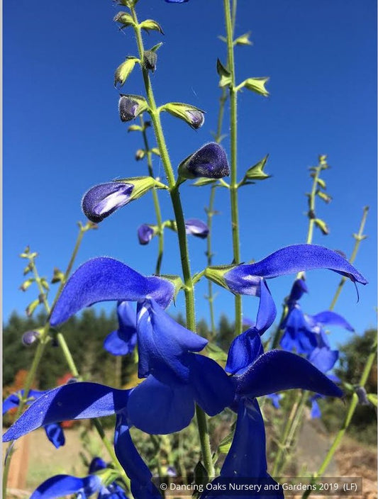 Perennials ~ Salvia patens 'Guanajuato', Guanajuato Gentian Sage ~ Dancing Oaks Nursery and Gardens ~ Retail Nursery ~ Mail Order Nursery