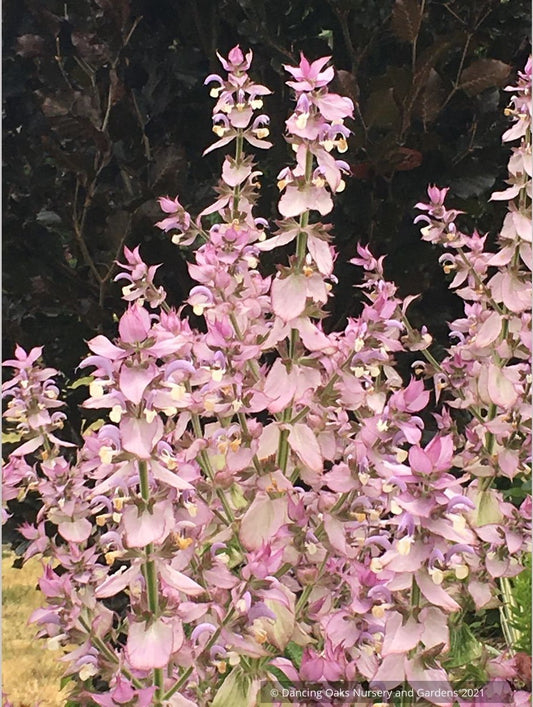 Salvia sclarea var. turkestanica, Clary Sage