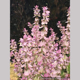 Salvia sclarea var. turkestanica, Clary Sage