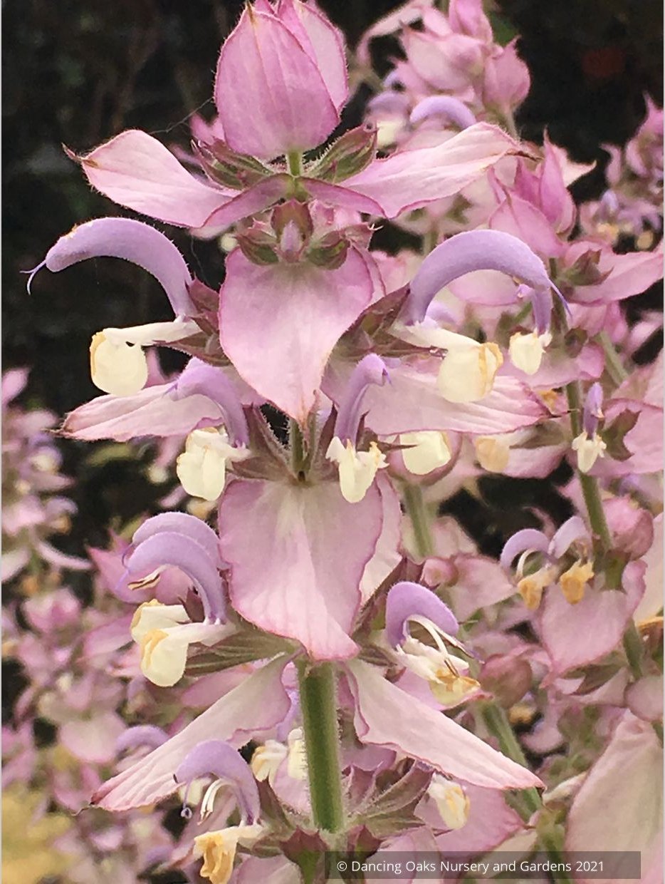 Salvia sclarea var. turkestanica, Clary Sage