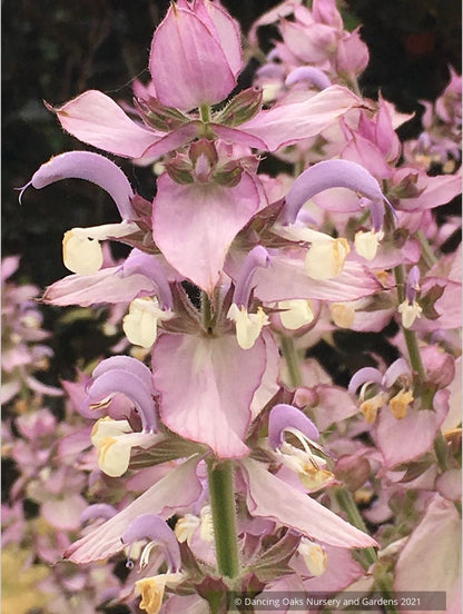 Salvia sclarea var. turkestanica, Clary Sage