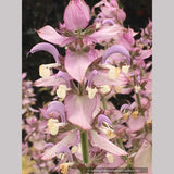 Salvia sclarea var. turkestanica, Clary Sage