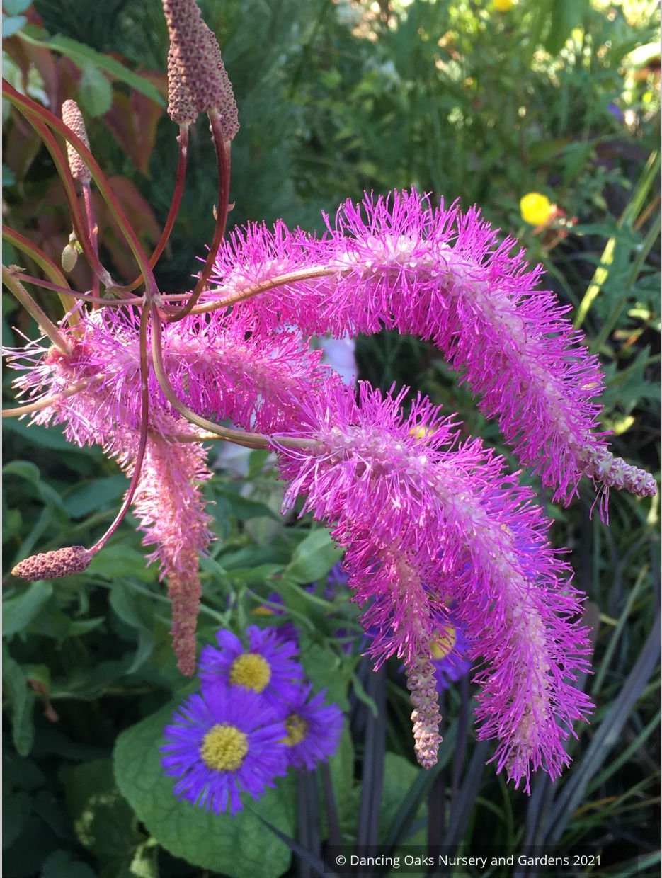 Sanguisorba hakusanensis 'Lilac Squirrel', Burnet