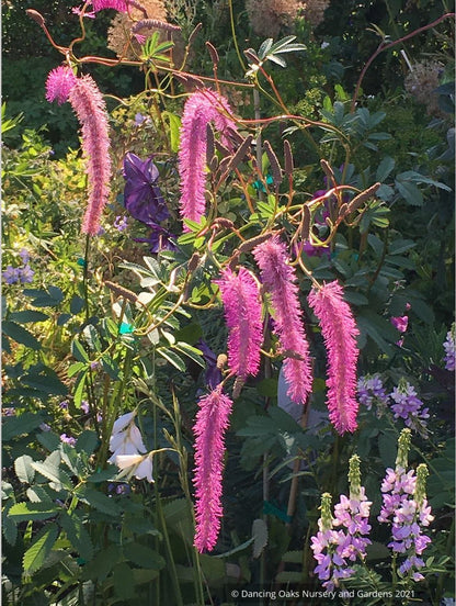 Sanguisorba hakusanensis 'Lilac Squirrel', Burnet