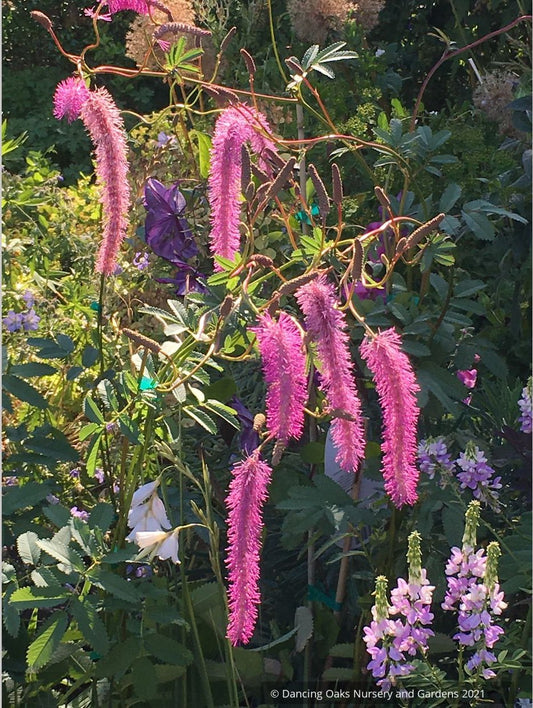 Sanguisorba hakusanensis 'Lilac Squirrel', Burnet