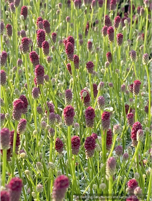 Sanguisorba 'Little Angel', Little Angel Dwarf Burnet