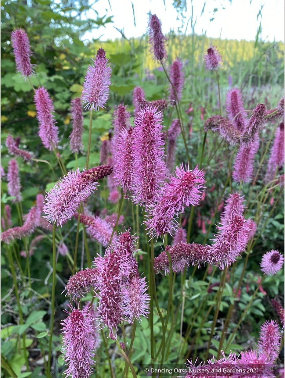 Sanguisorba menziesii 'Wake Up', Burnet