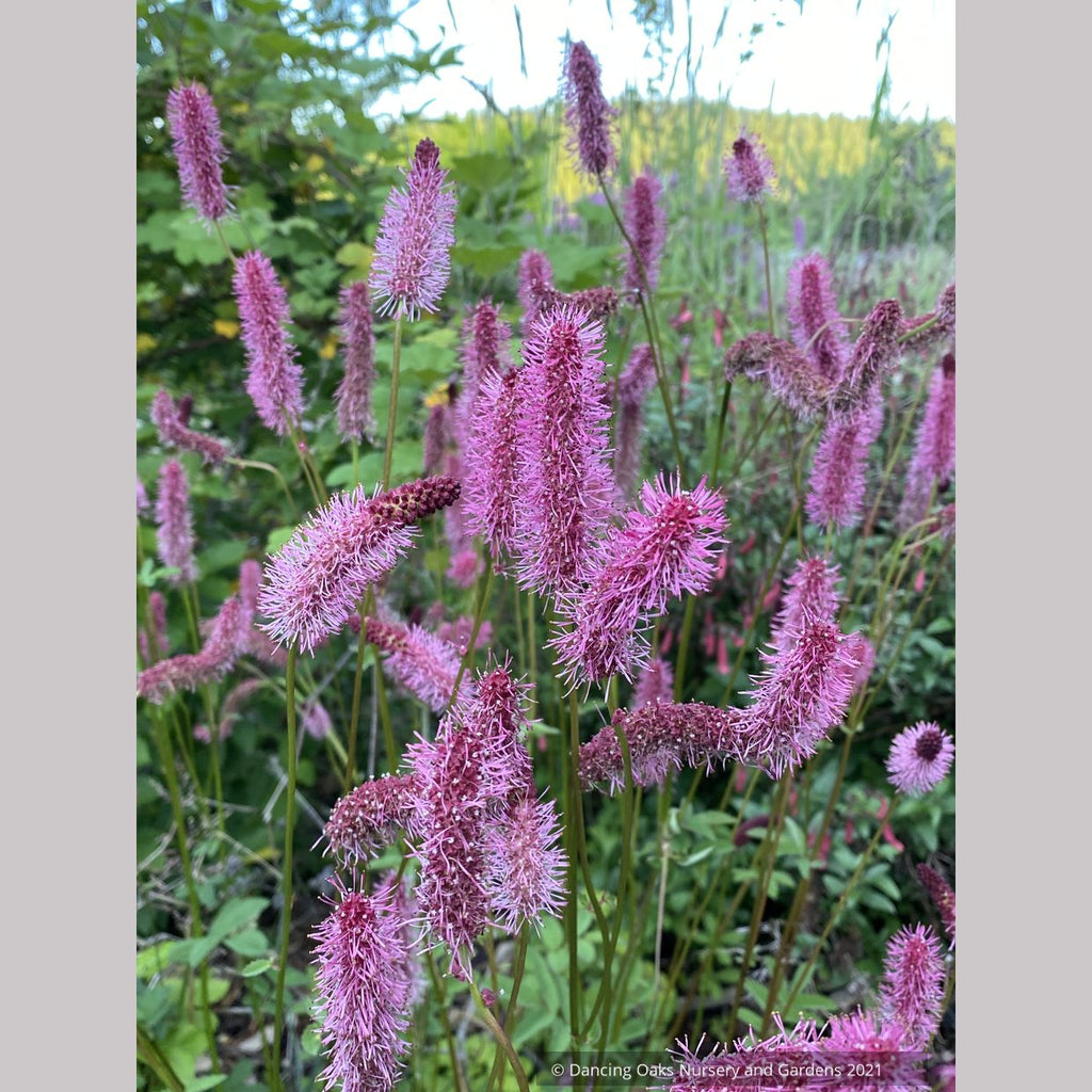 Sanguisorba menziesii 'Wake Up', Burnet – Dancing Oaks Nursery and Gardens