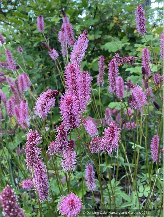 Sanguisorba menziesii 'Wake Up', Burnet
